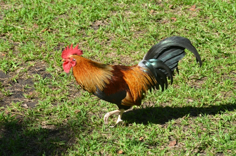 RON_1744