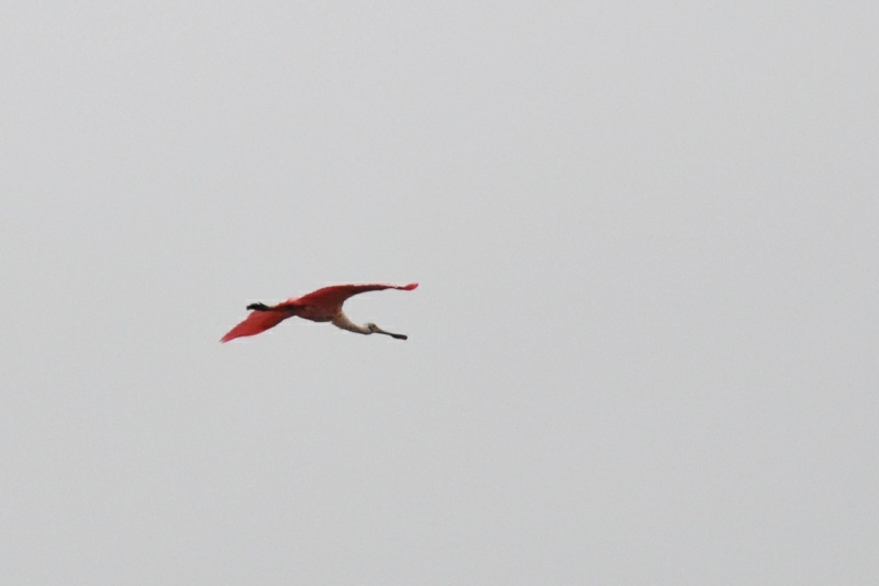 xDSC_8460