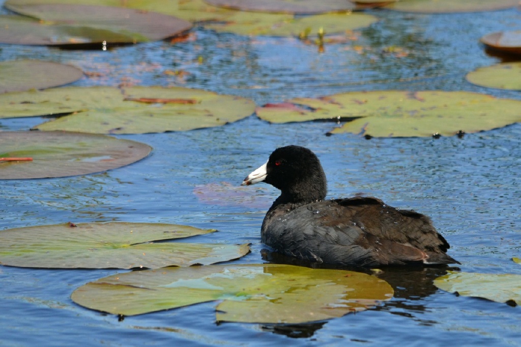 xRON_0122 american coot