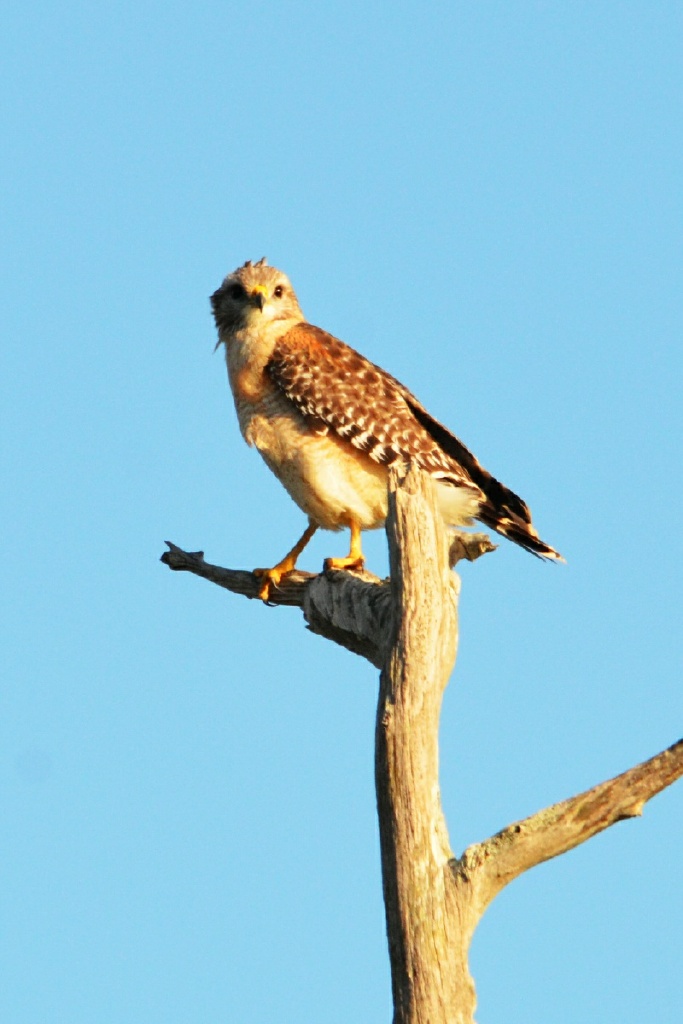 xRON_4101_Red shoulder hawk