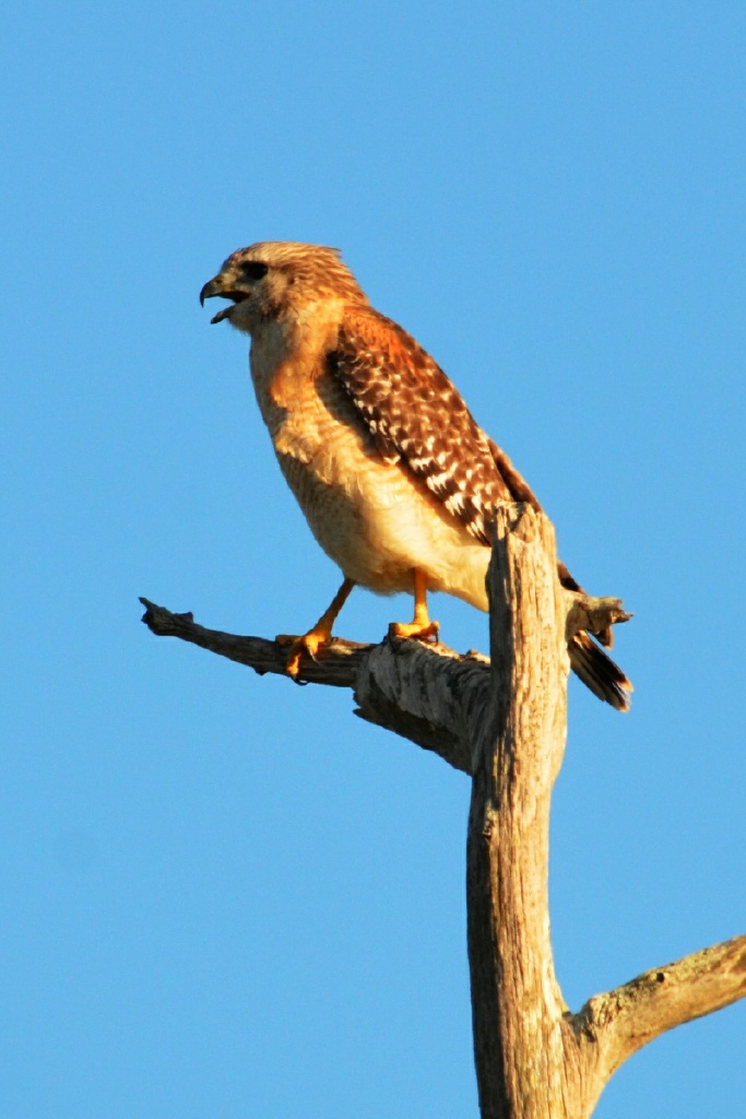 xRON_4127_Red shoulder hawk