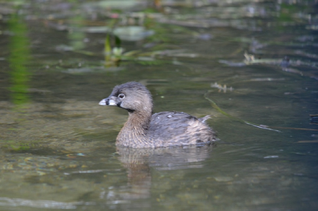 xRON_6417 Pied-billed Grebe