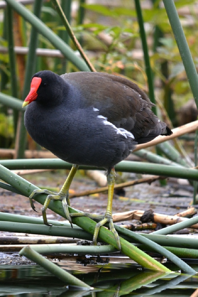 xRON_6457 common gallinule
