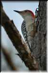 RON_1563x