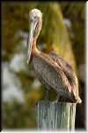 RON_1591x