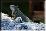 xRON_2191