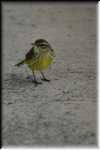 xRON_3193