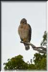 xRON_3259 Red shoulder hawk