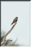 xRON_3466