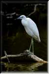 xRON_3888