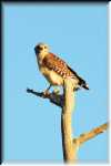 xRON_4101_Red shoulder hawk