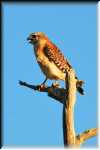xRON_4127_Red shoulder hawk