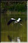 xRON_5210
