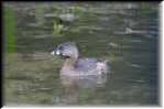 xRON_6417 Pied-billed Grebe