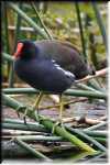 xRON_6457 common gallinule