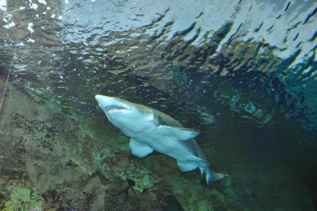 DSC_1743