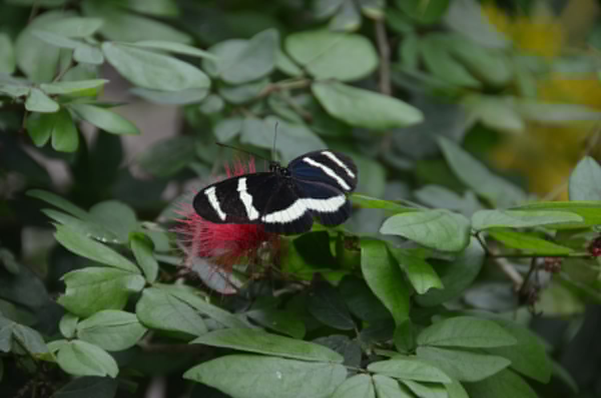 RON_0653