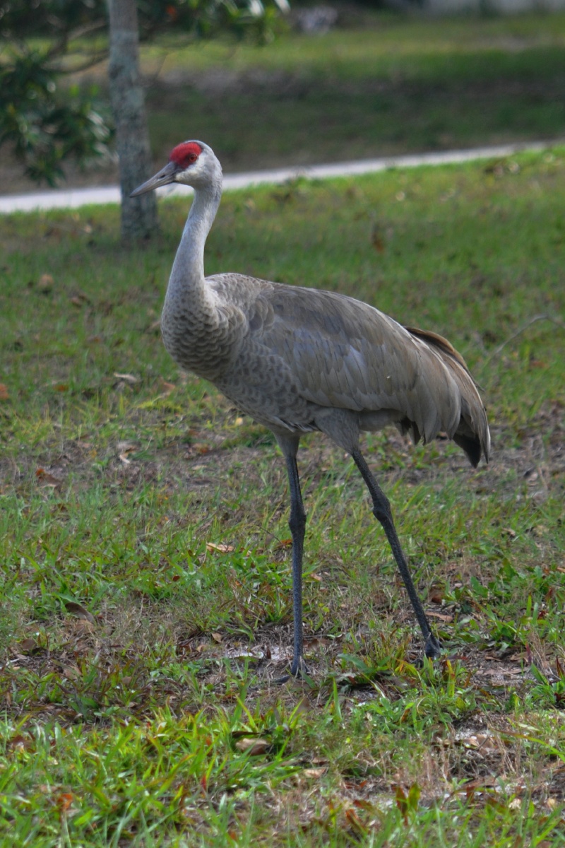 DSC_5108 Sand hill Crane