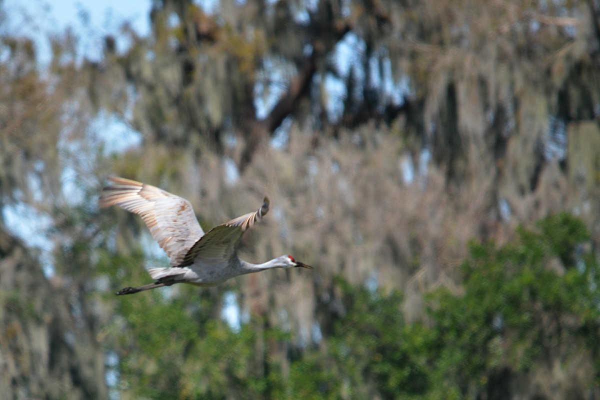 RON_2348 Sand hill Crane