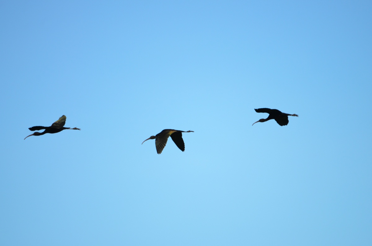 RON_2380 Glossy Ibis