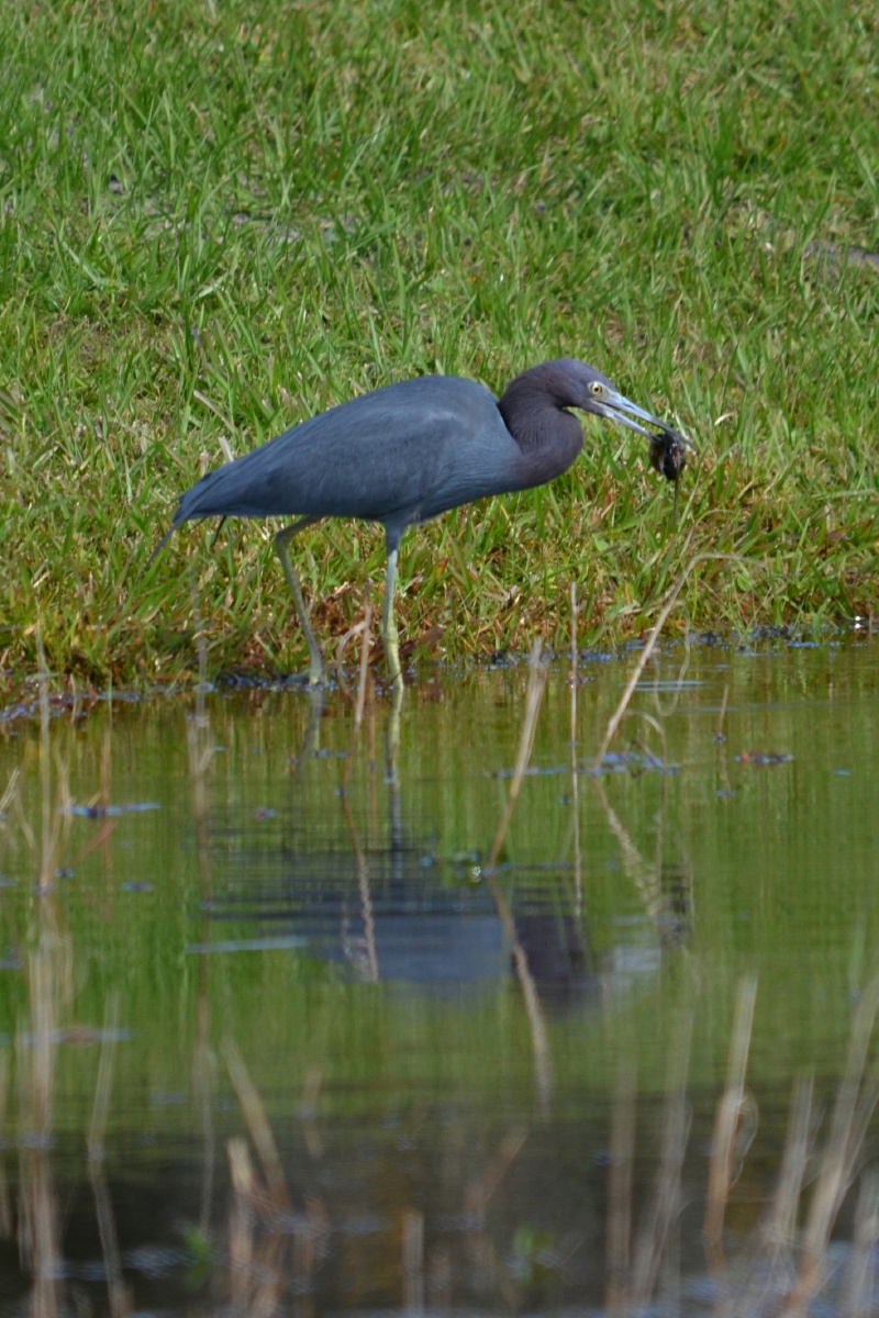 RON_2505 Little Blue Heron