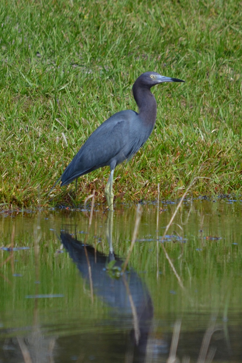 RON_2535 Little Blue Heron