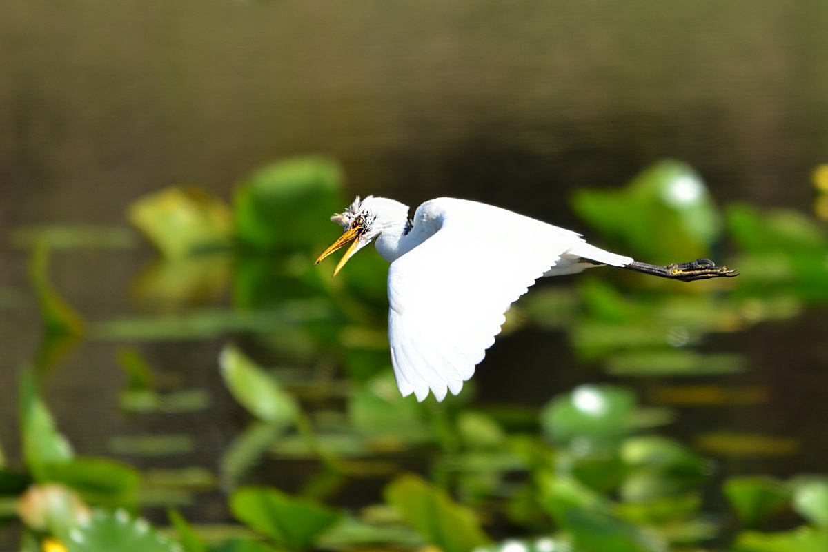 RON_2547 Snowy Egret