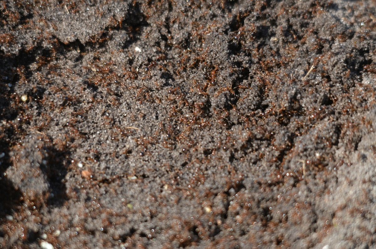 RON_2564 Rire ants