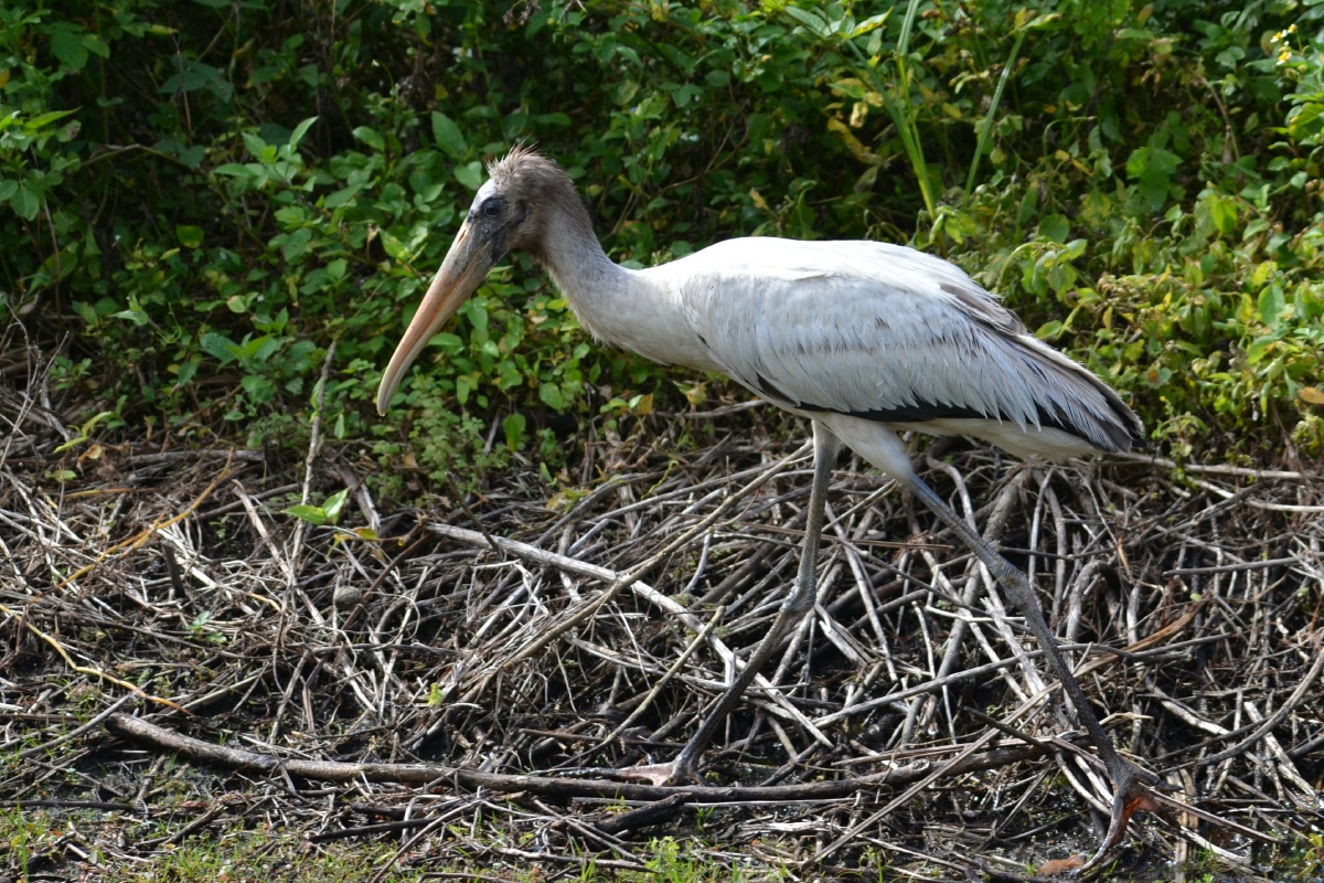 RON_2574 Wood Stork