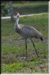 DSC_5108 Sand hill Crane