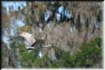 RON_2348 Sand hill Crane