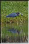 RON_2505 Little Blue Heron