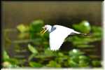 RON_2547 Snowy Egret
