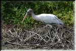 RON_2574 Wood Stork