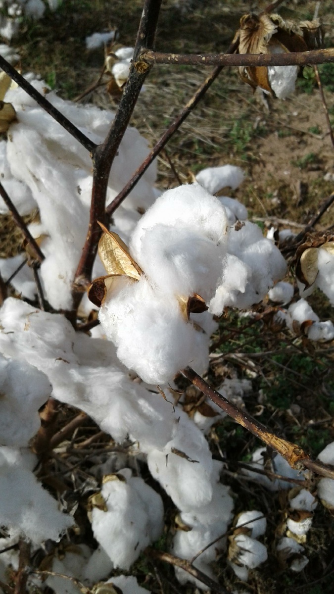 Cotton coton 20171204_122532