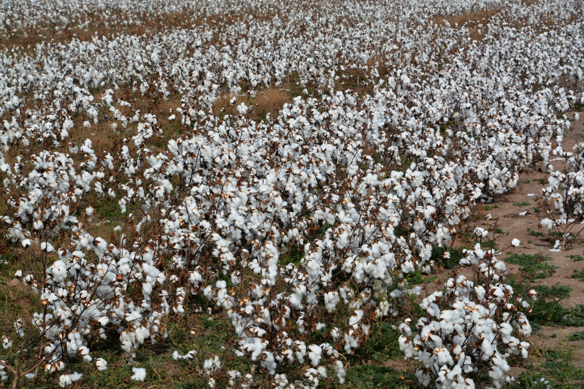 Cotton field RON_9136