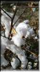 Cotton coton 20171204_122532