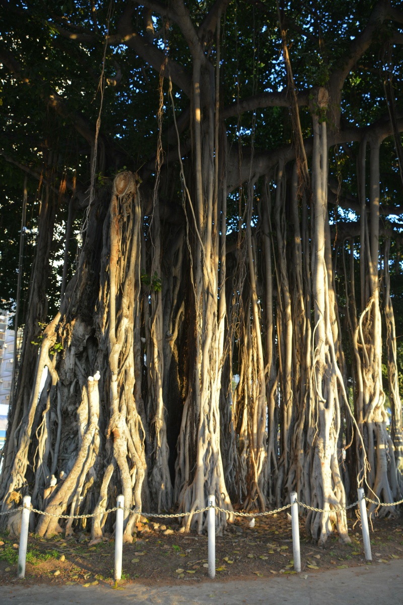 03_RON_9805_Banyan_tree