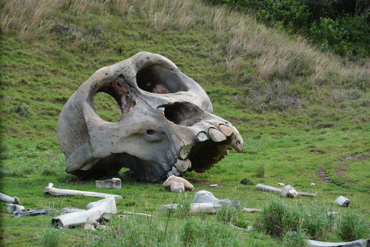 06_RON_0905_Kualoa_Ranch