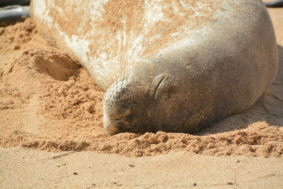 11_RON_16_Hawaiian_Monk_Seal