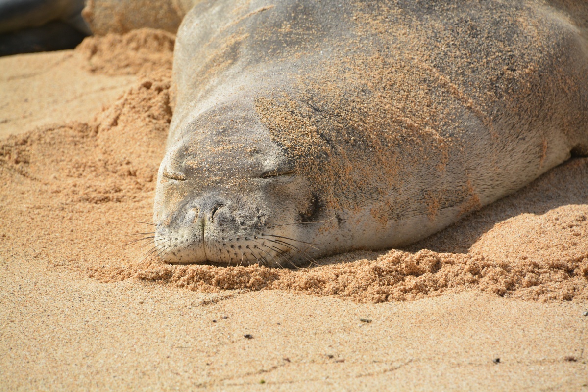 11_RON_18_Hawaiian_Monk_Seal