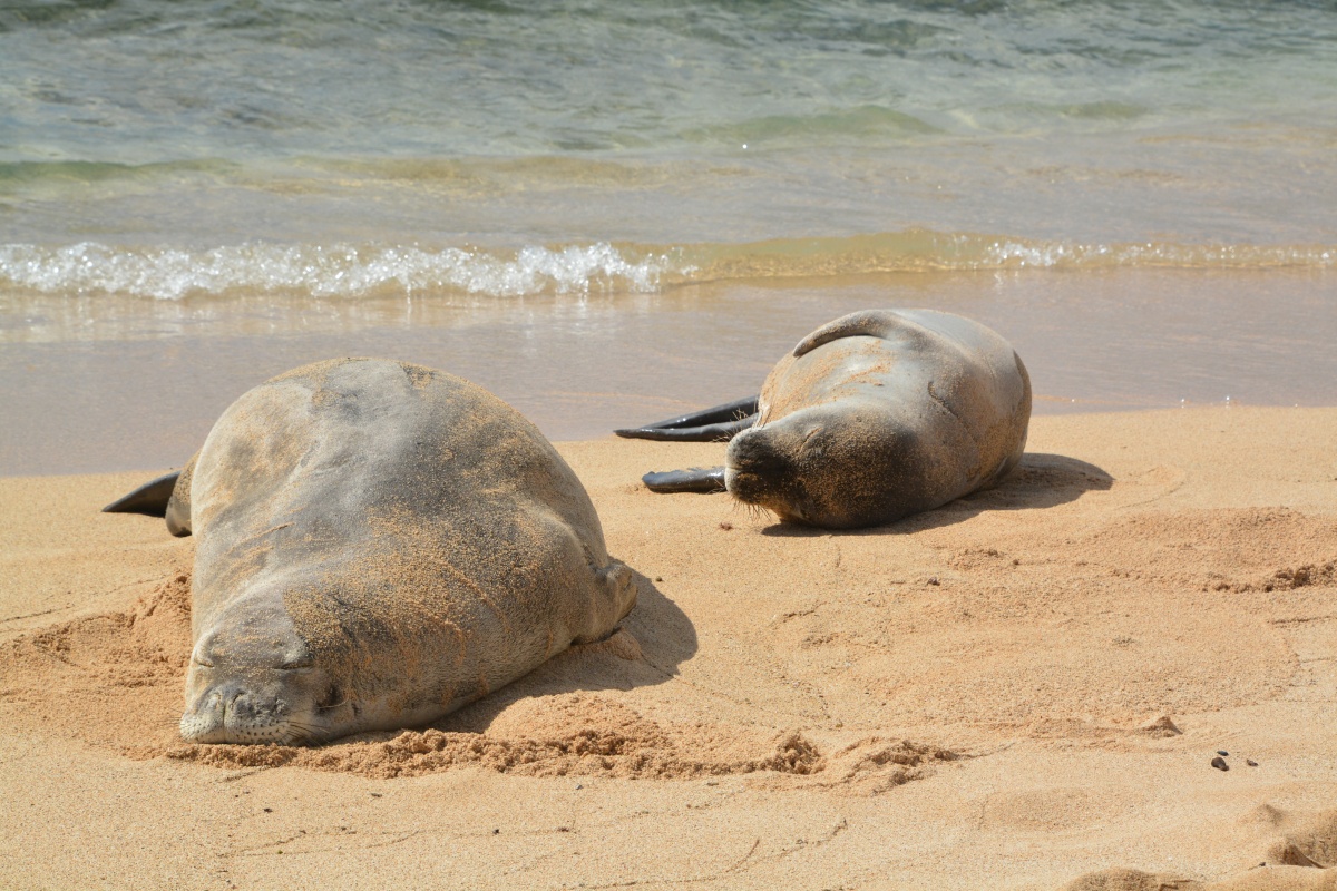 11_RON_20_Hawaiian_Monk_Seals