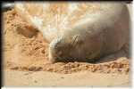 11_RON_16_Hawaiian_Monk_Seal