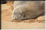 11_RON_18_Hawaiian_Monk_Seal