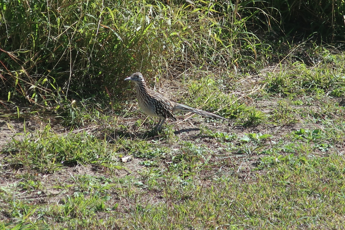 B Lake Corpus Christi SP  Roadrunner 0192