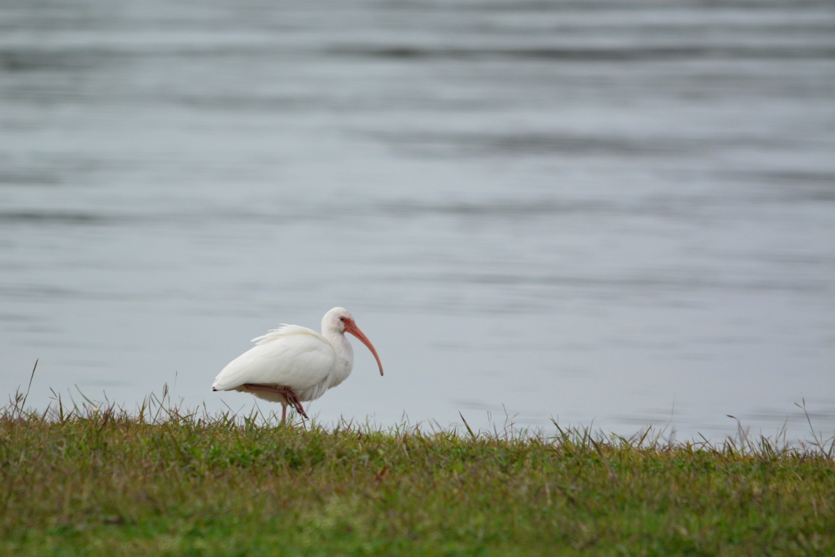 B Lake Corpus Christi SP White Ibis 5290