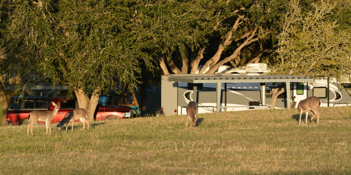 B Lake Corpus Christi SP White Tail Deer 5021