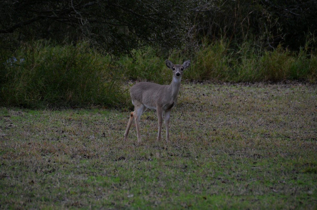 B Lake Corpus Christi SP White Tail Deer 8259