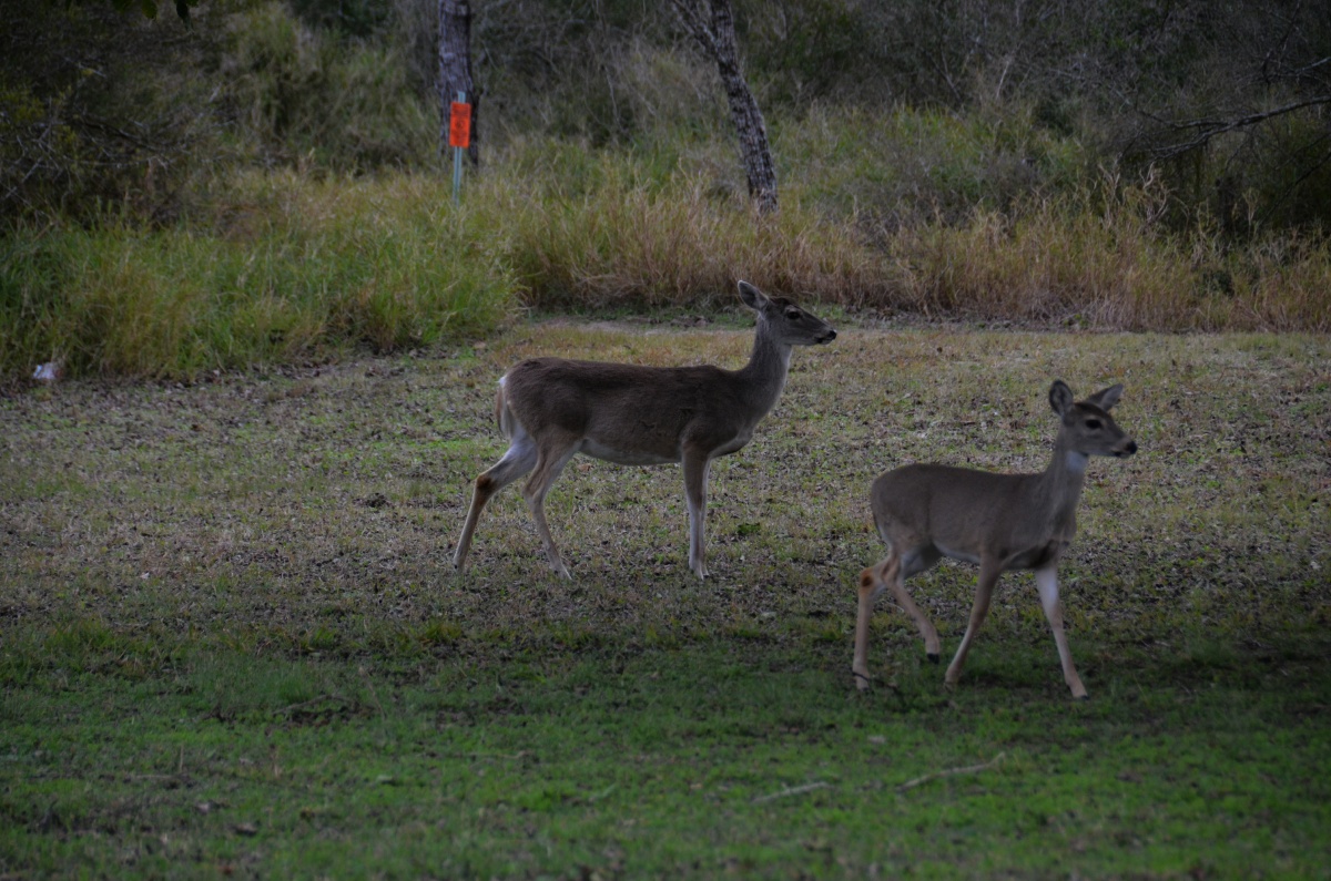 B Lake Corpus Christi SP White Tail Deer 8262