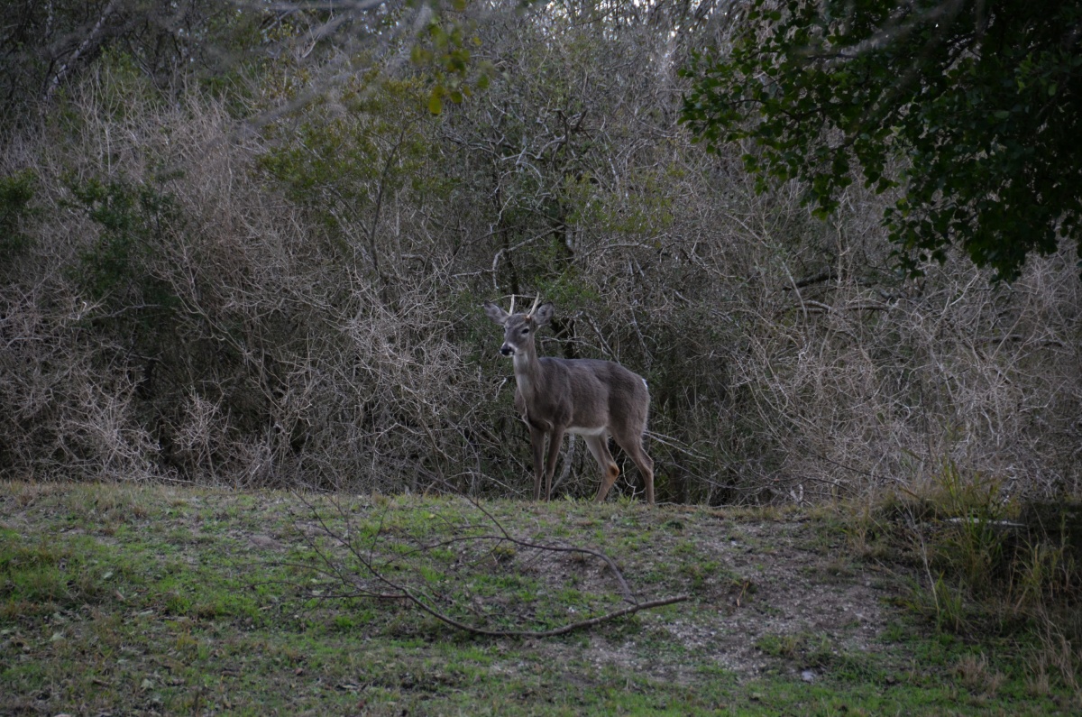 B Lake Corpus Christi SP White Tail Deer 8267